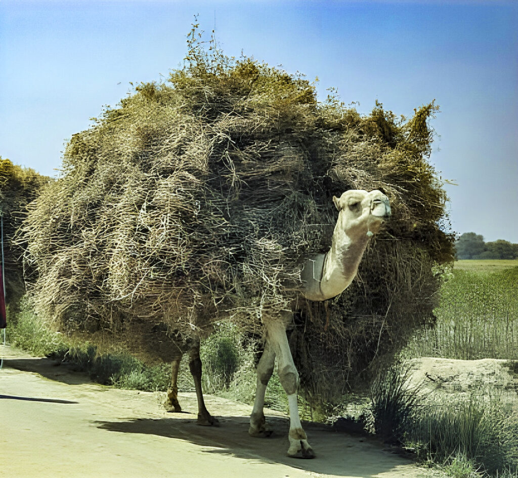 Camel with straw on its back