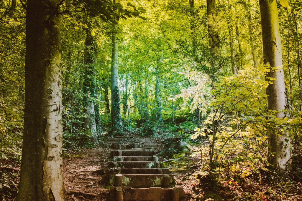 A photograph taken in Epping Forest of trees and leaves and a path