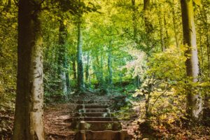 A photograph taken in Epping Forest of trees and leaves and a path