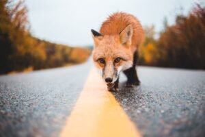 Red fox on the road