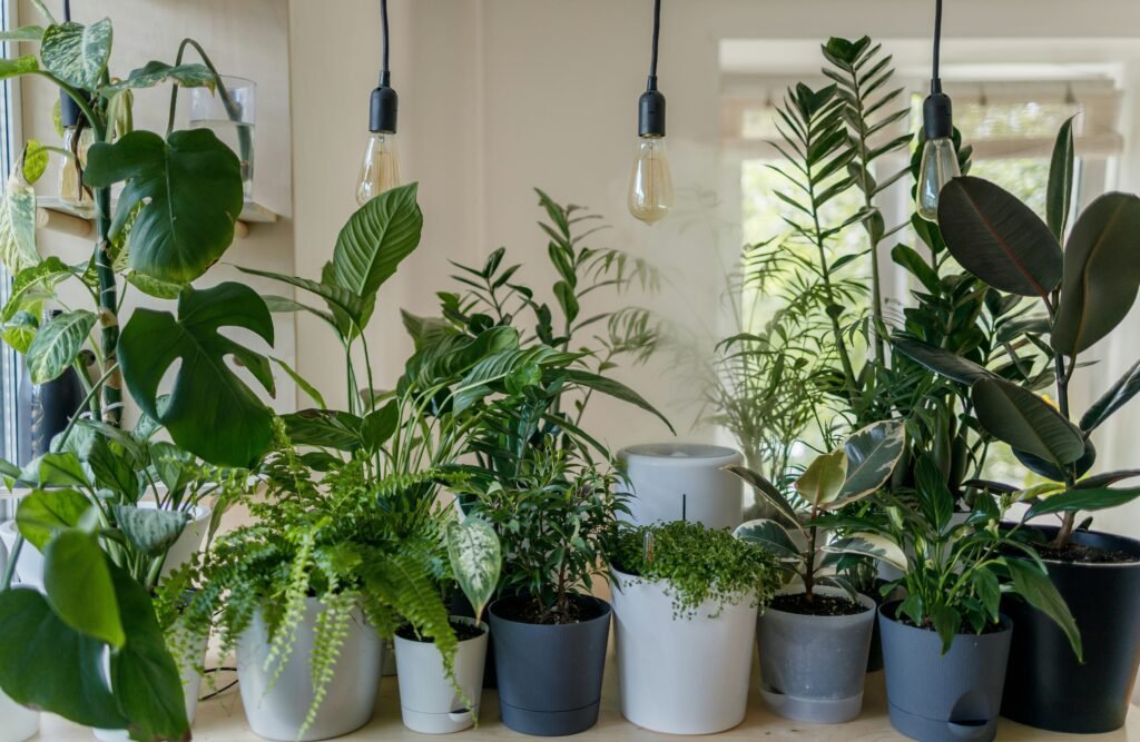 a row of various potted houseplants
