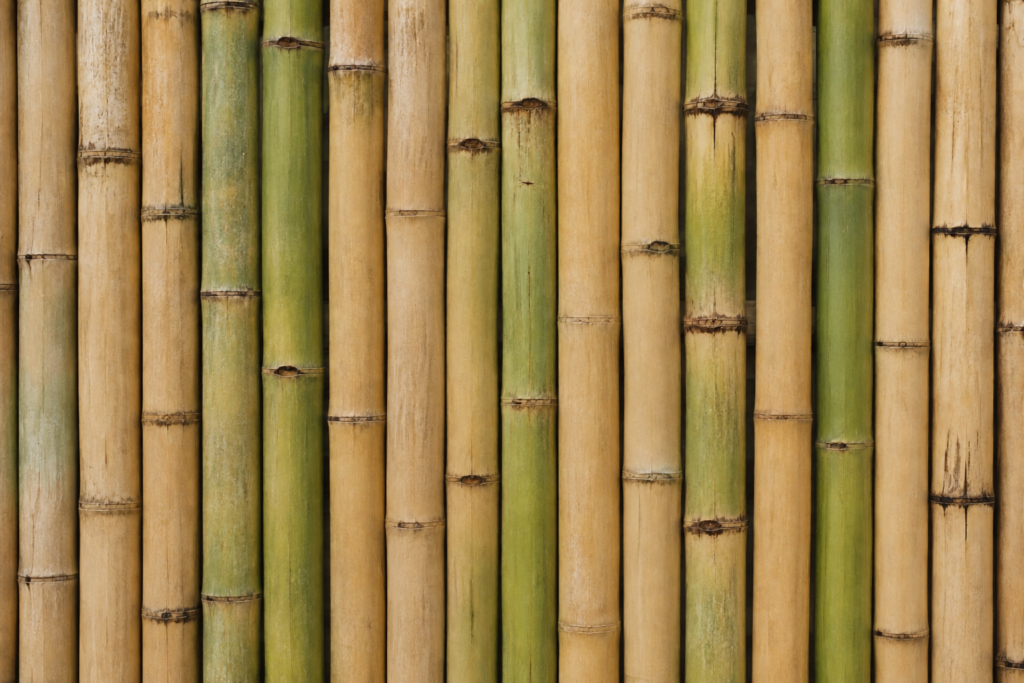 mature green and tan bamboo stems