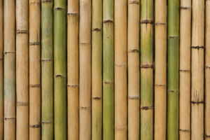 mature green and tan bamboo stems