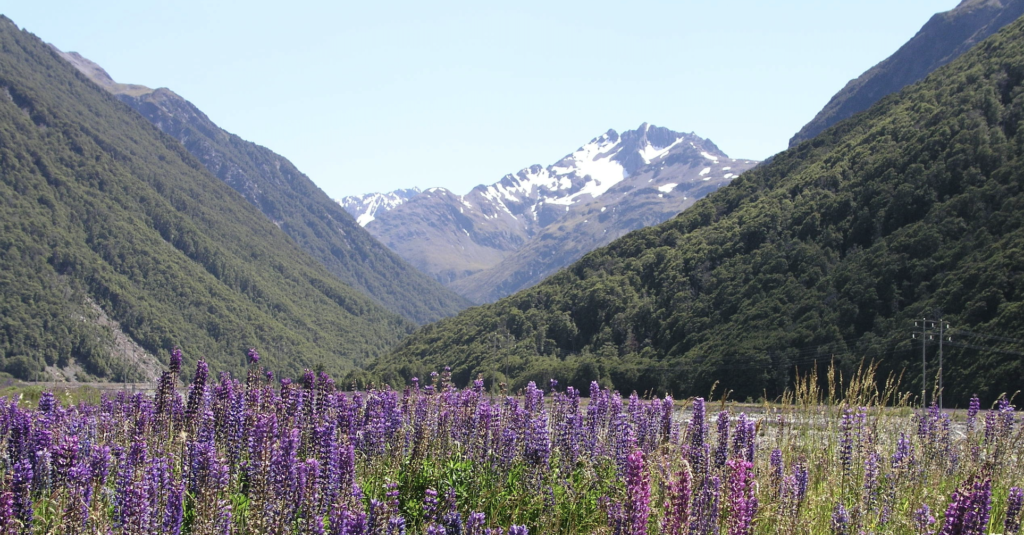 Photo of New Zealand nature by NT Franklin