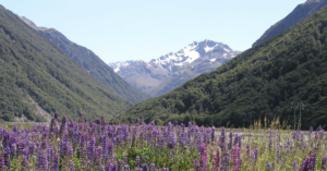 Photo of New Zealand nature by NT Franklin